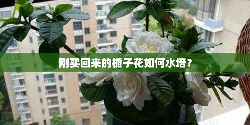 刚买回来的栀子花如何水培？
