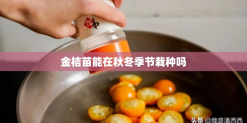 金桔苗能在秋冬季节栽种吗