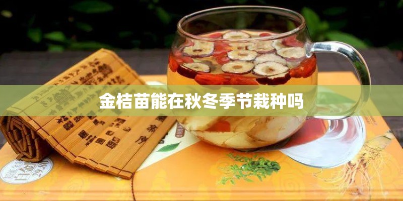 金桔苗能在秋冬季节栽种吗