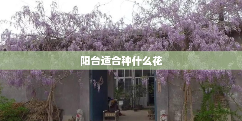阳台适合种什么花