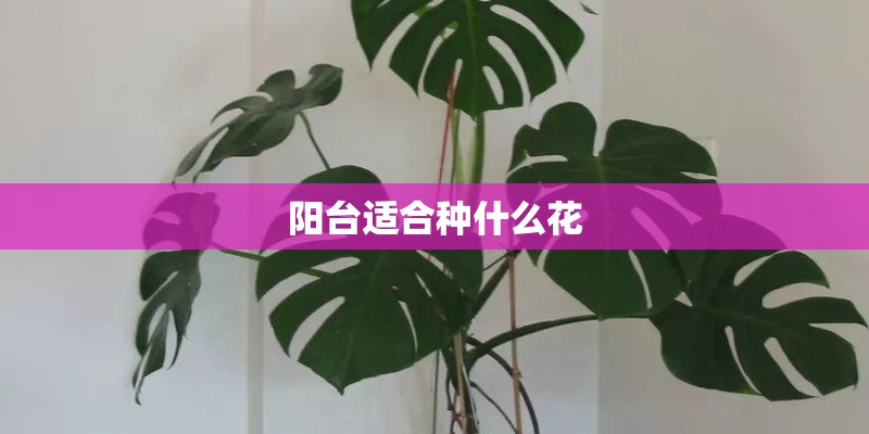 阳台适合种什么花
