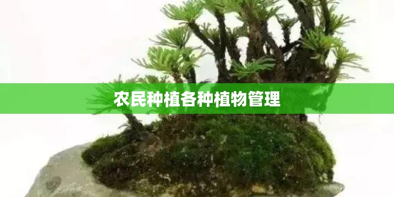 农民种植各种植物管理