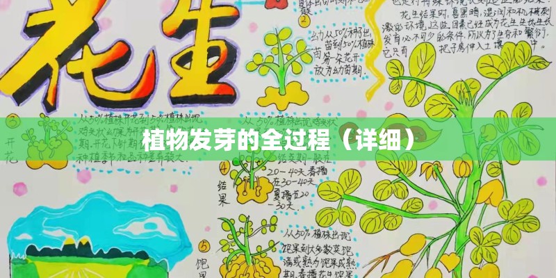 植物发芽的全过程(详细) 植物发芽的全过程(详细)