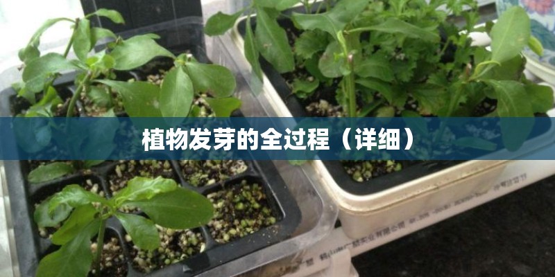 植物发芽的全过程(详细) 植物发芽的全过程(详细)