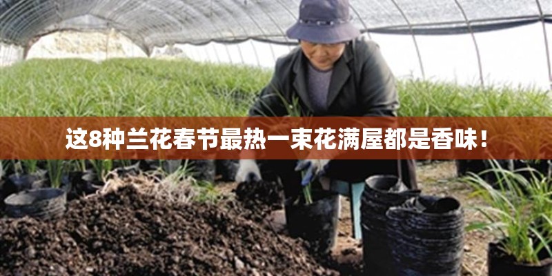 这8种兰花春节最热一束花满屋都是香味！