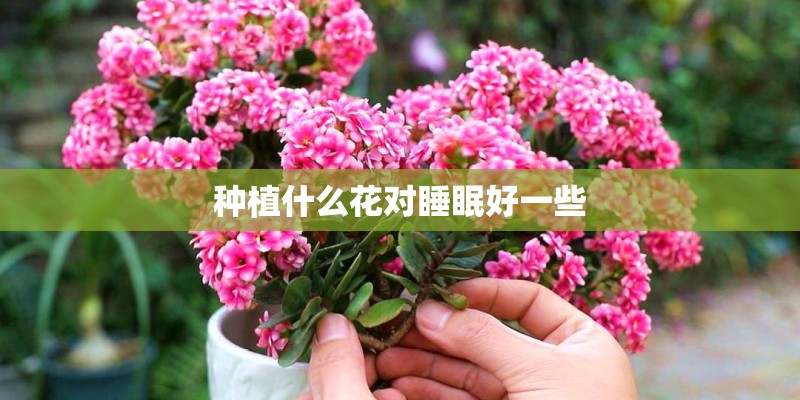 种植什么花对睡眠好一些