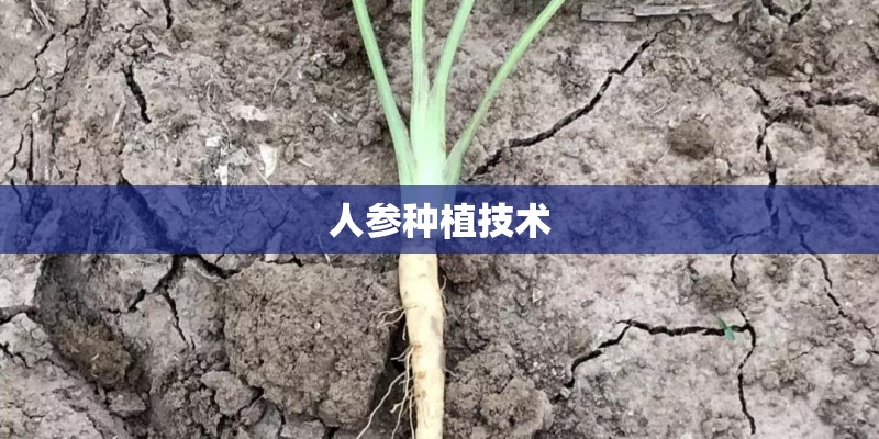 人参种植技术