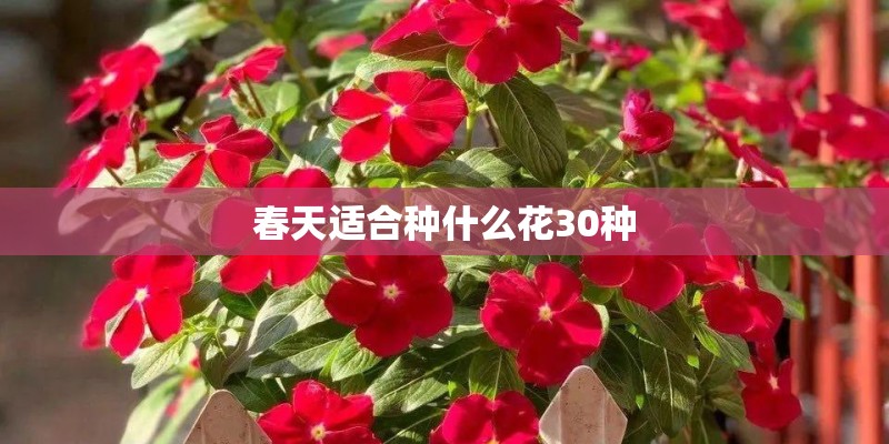 春天适合种什么花30种