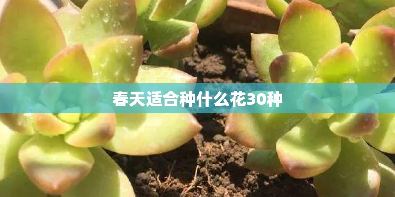 春天适合种什么花30种