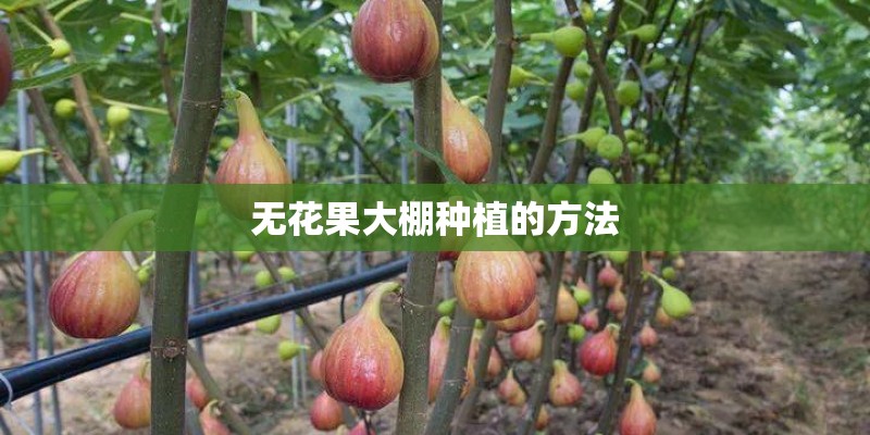 无花果大棚种植的方法 无花果大棚种植的方法