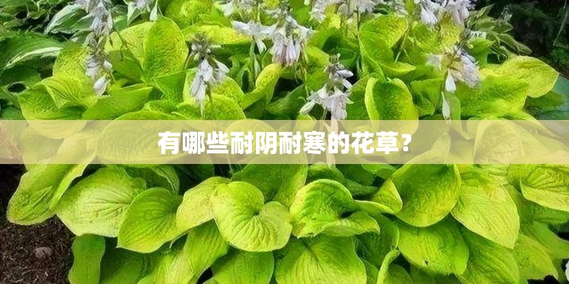 有哪些耐阴耐寒的花草？