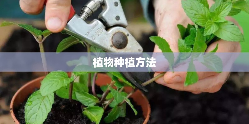 植物种植方法