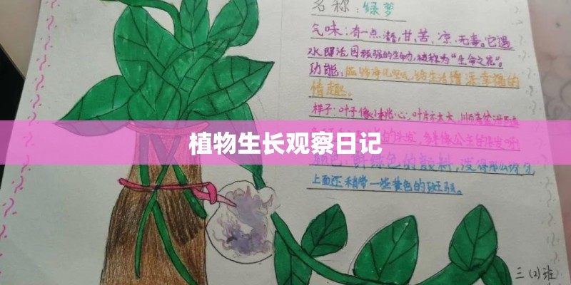 植物生长观察日记