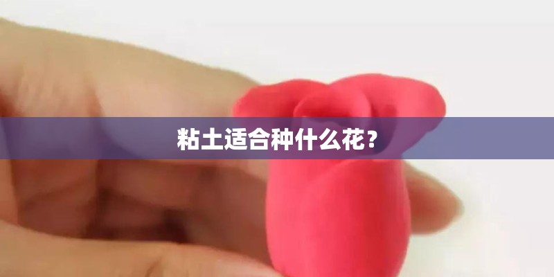 粘土适合种什么花？