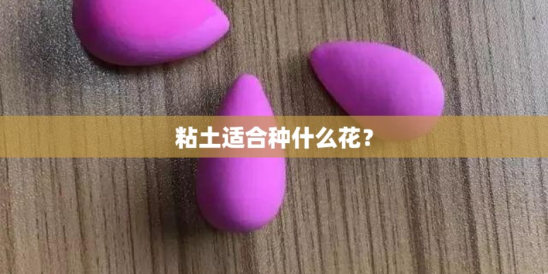 粘土适合种什么花？