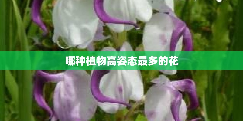 哪种植物高姿态最多的花
