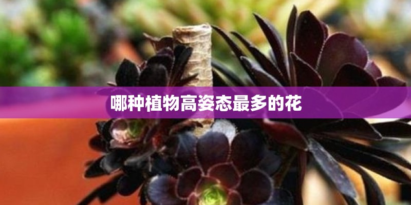 哪种植物高姿态最多的花