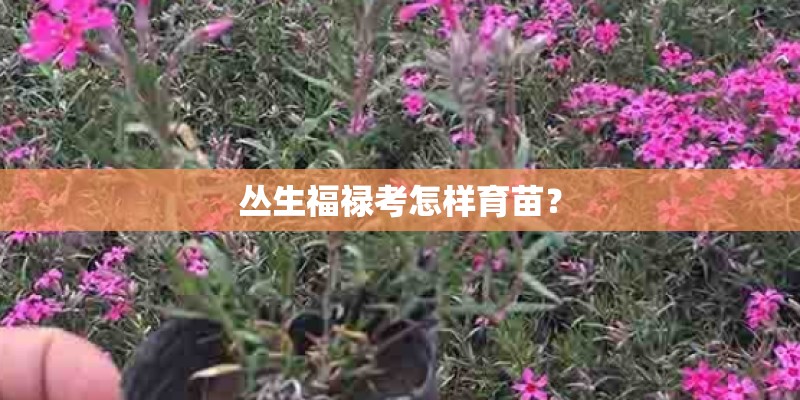 丛生福禄考怎样育苗？