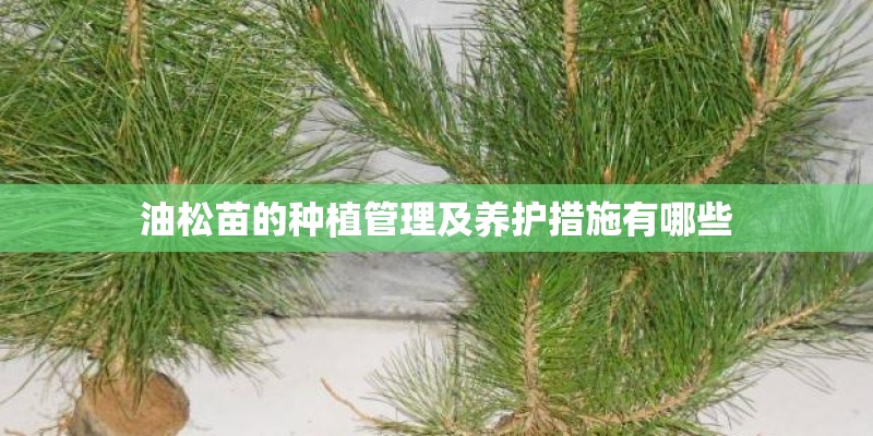 油松苗的种植管理及养护措施有哪些