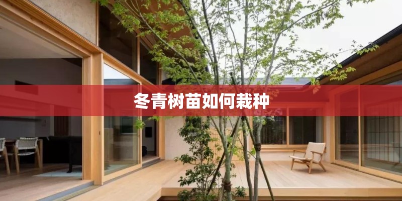 冬青树苗如何栽种