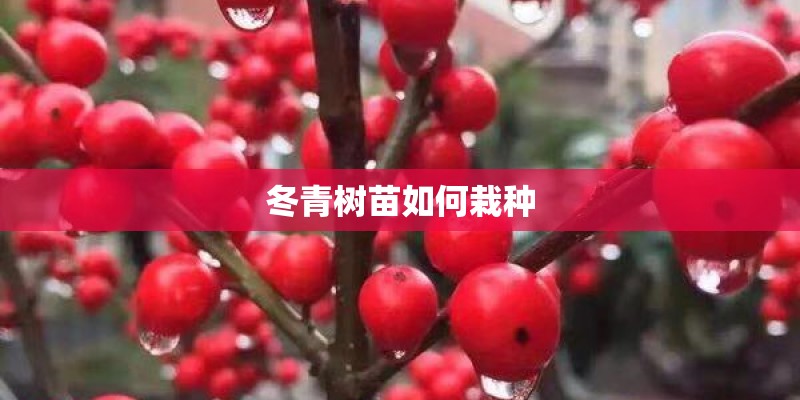冬青树苗如何栽种