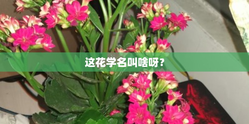 这花学名叫啥呀？