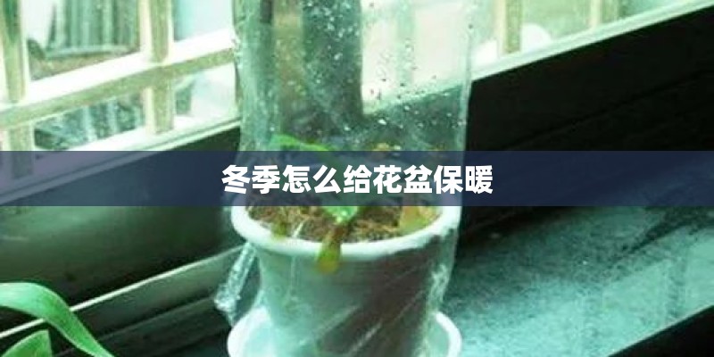 冬季怎么给花盆保暖