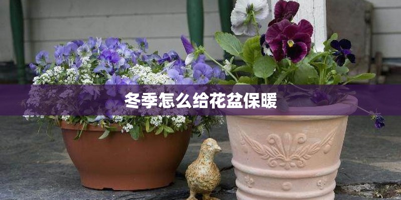 冬季怎么给花盆保暖