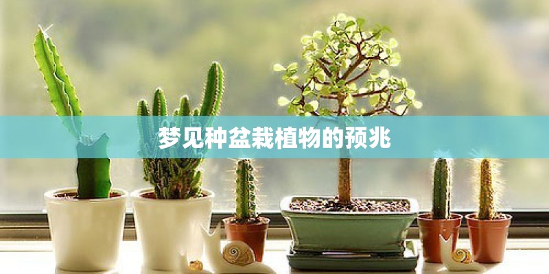 梦见种盆栽植物的预兆