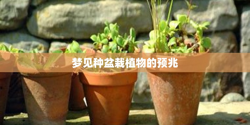梦见种盆栽植物的预兆