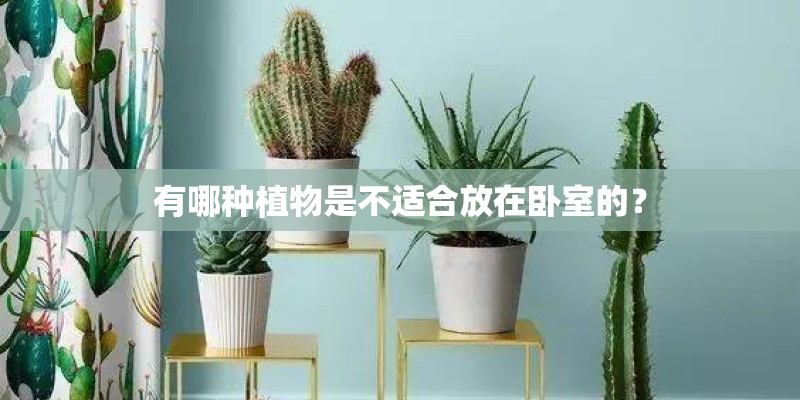 有哪种植物是不适合放在卧室的？