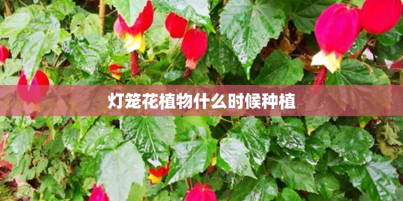 灯笼花植物什么时候种植
