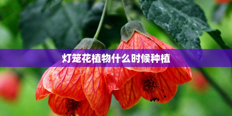 灯笼花植物什么时候种植