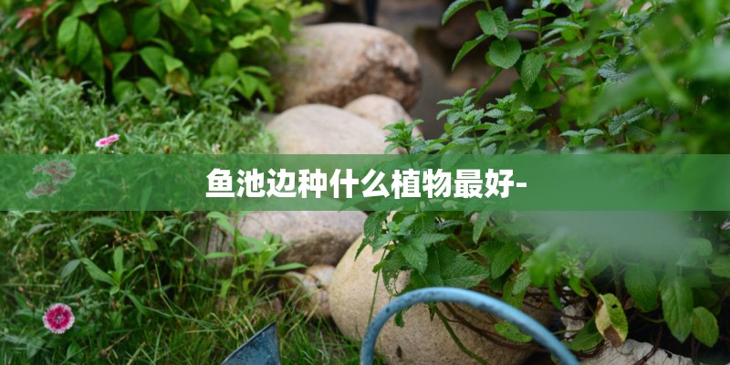 鱼池边种什么植物最好-
