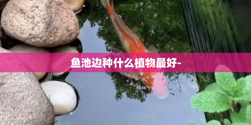 鱼池边种什么植物最好- 鱼池边种什么植物最好-