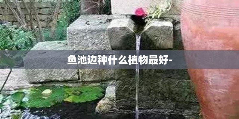鱼池边种什么植物最好- 鱼池边种什么植物最好-