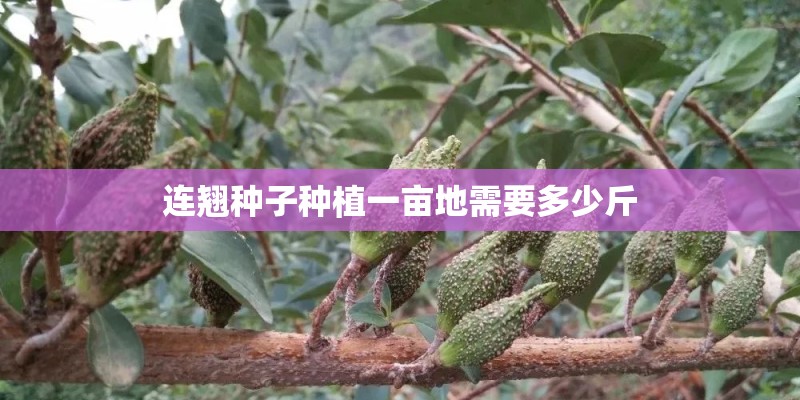 连翘种子种植一亩地需要多少斤