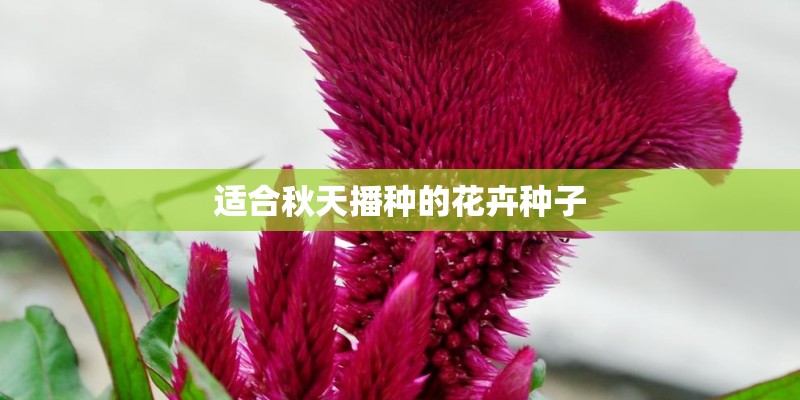 适合秋天播种的花卉种子