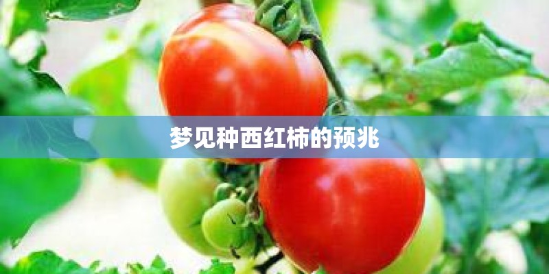 梦见种西红柿的预兆