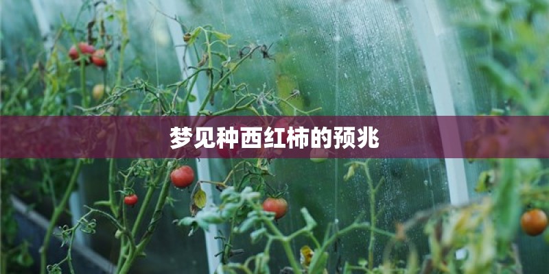 梦见种西红柿的预兆