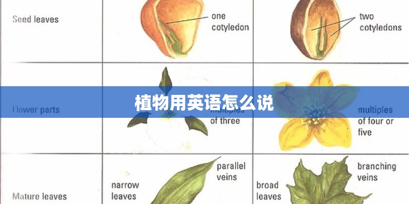 植物用英语怎么说