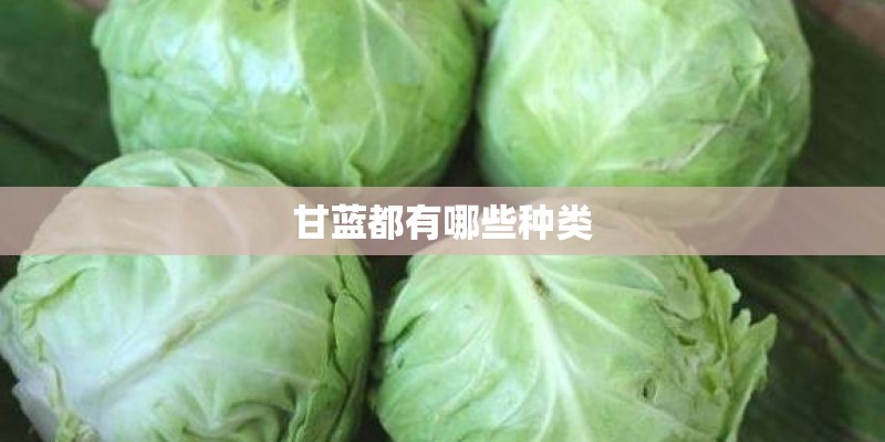 甘蓝都有哪些种类