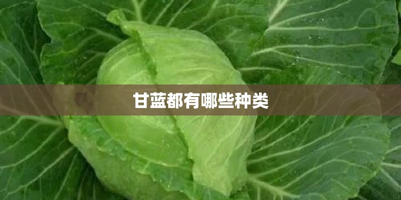 甘蓝都有哪些种类