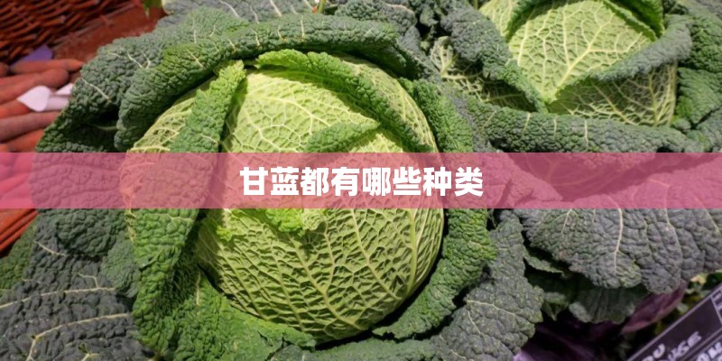 甘蓝都有哪些种类