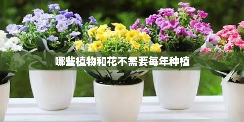 哪些植物和花不需要每年种植