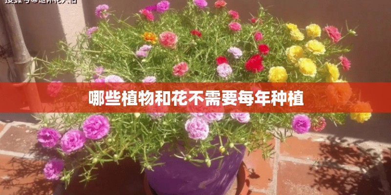 哪些植物和花不需要每年种植