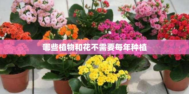 哪些植物和花不需要每年种植