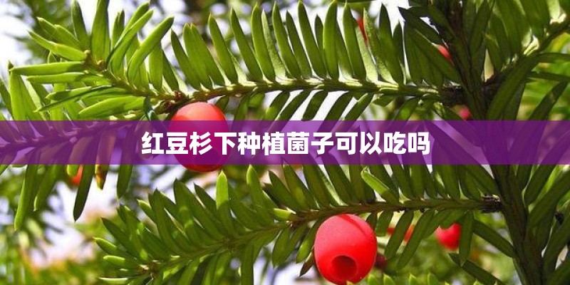 红豆杉下种植菌子可以吃吗