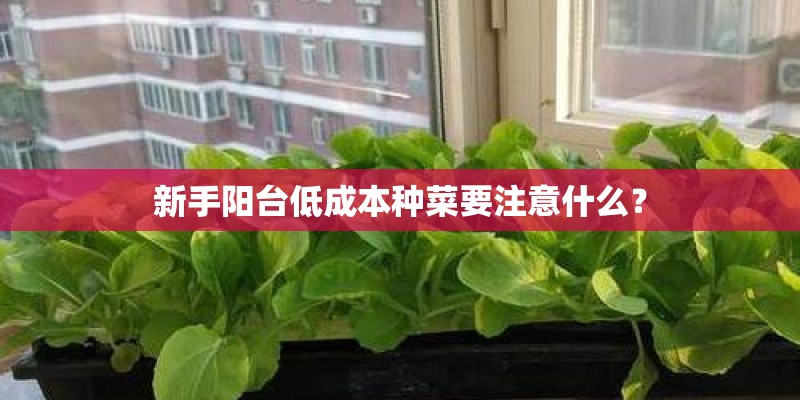 新手阳台低成本种菜要注意什么? 新手阳台低成本种菜要注意什么?