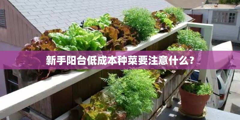 新手阳台低成本种菜要注意什么? 新手阳台低成本种菜要注意什么?